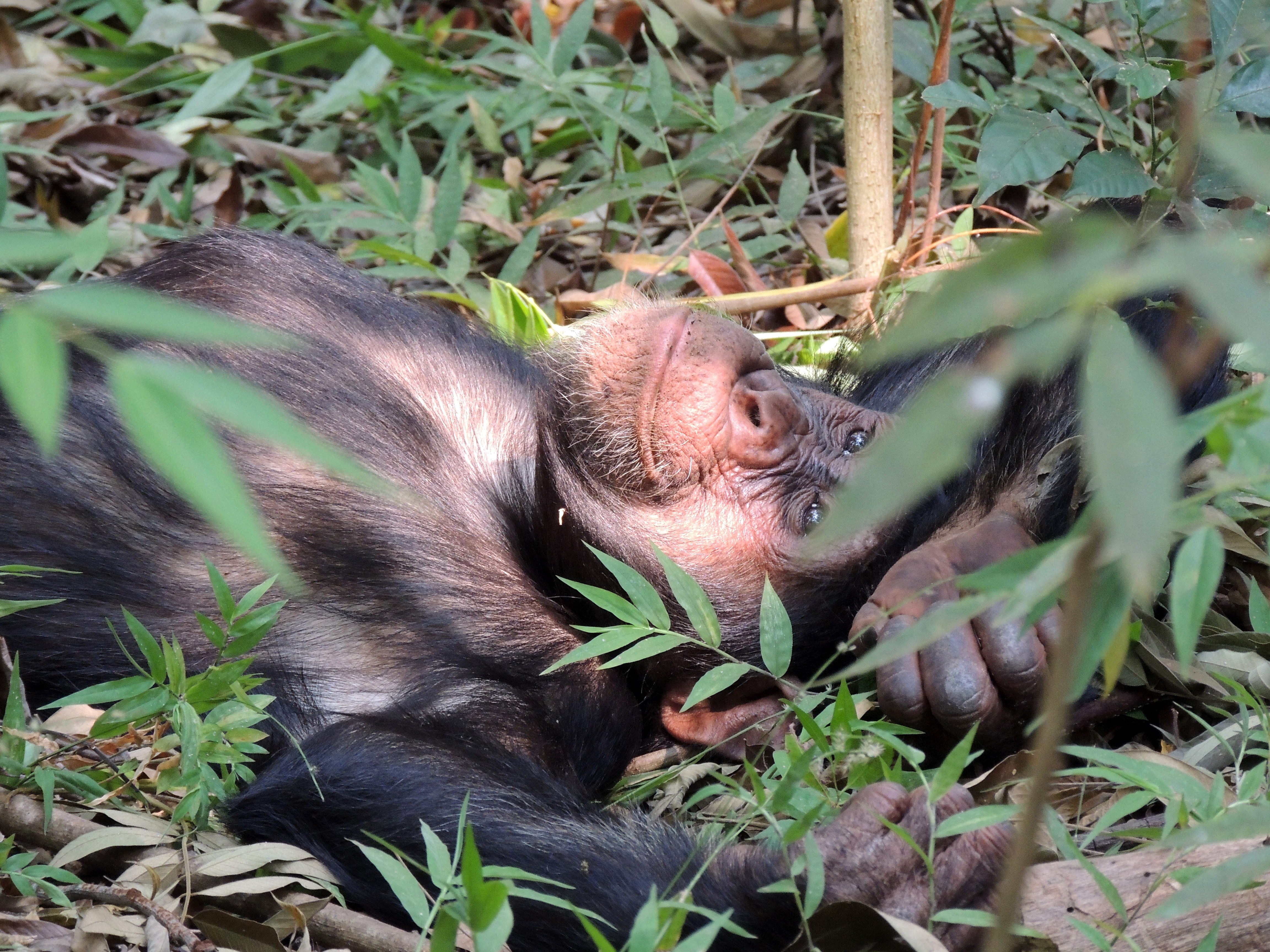 Chimp trekking